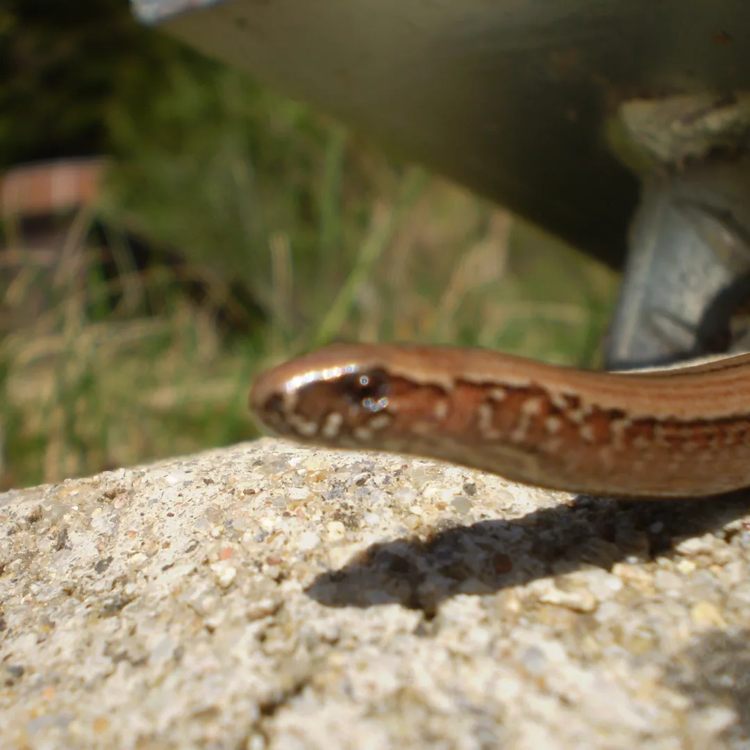 Hazelworm