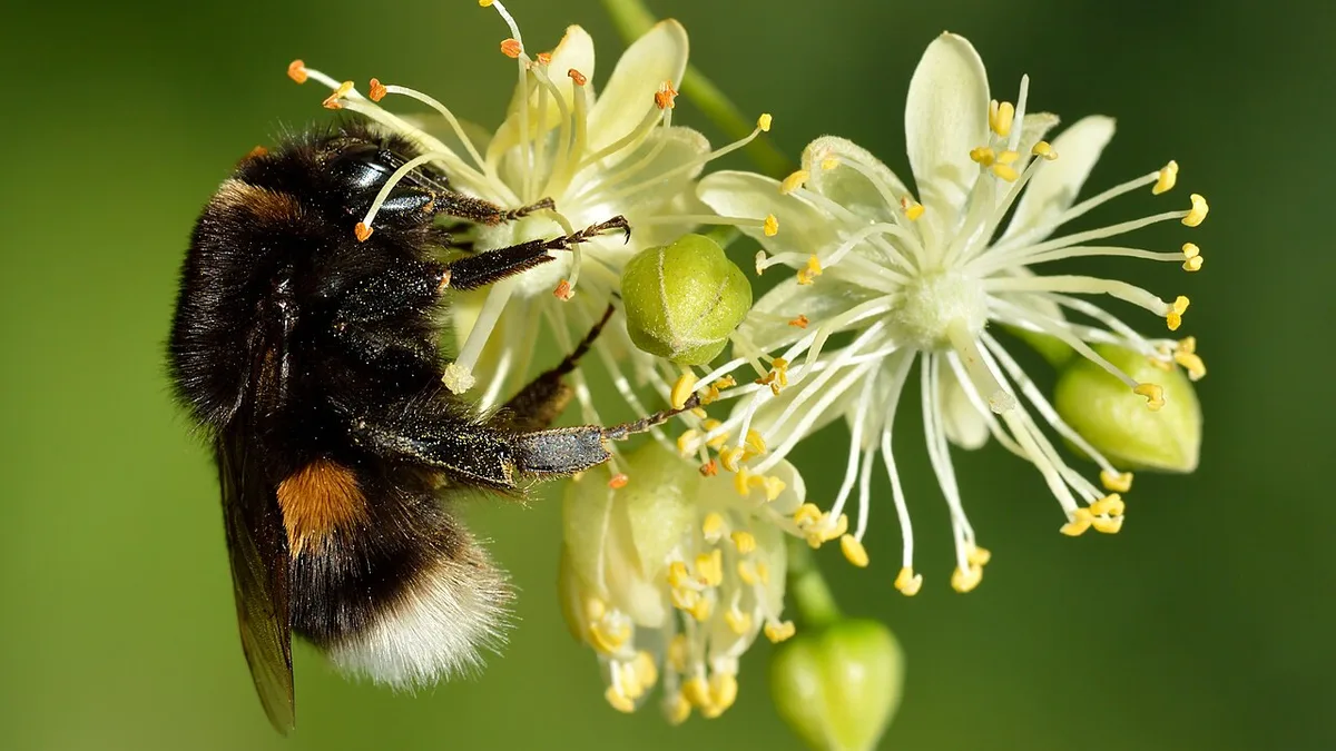 Hommel