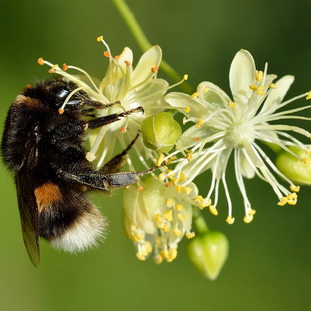 Hommel