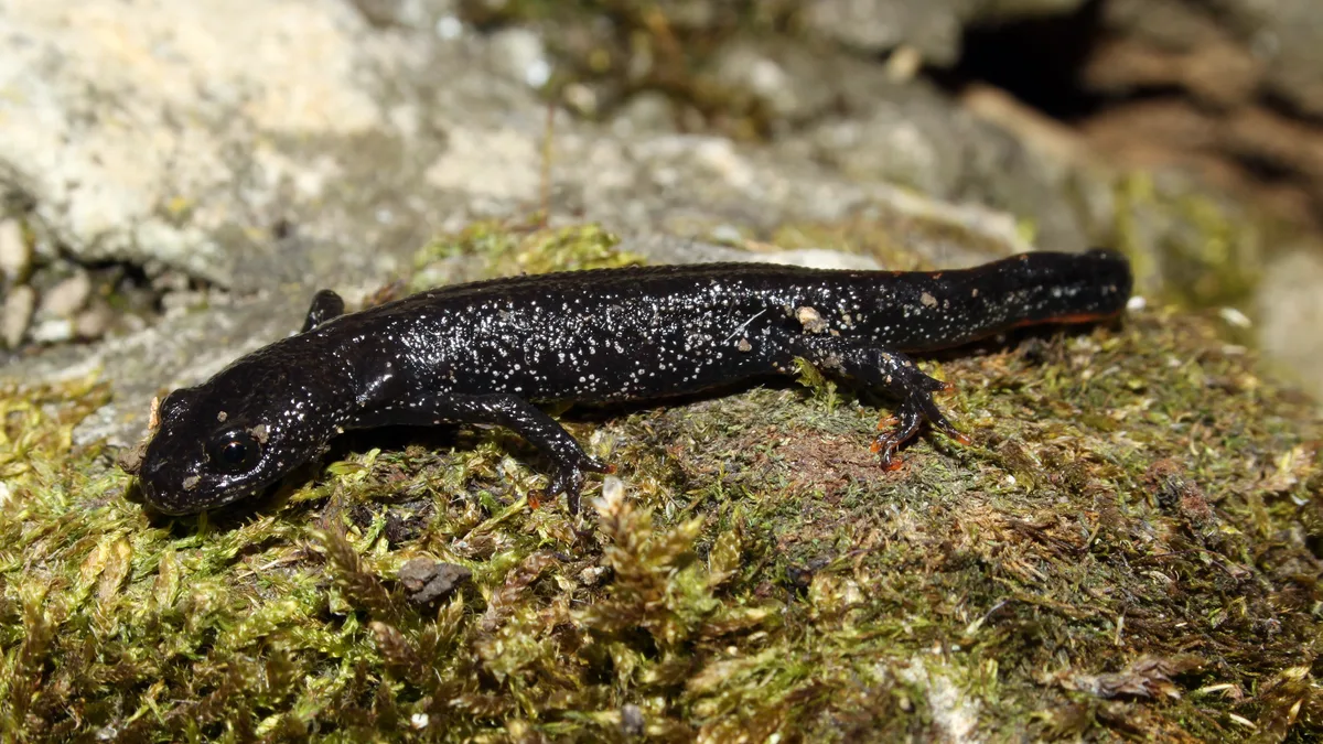 Kamsalamander