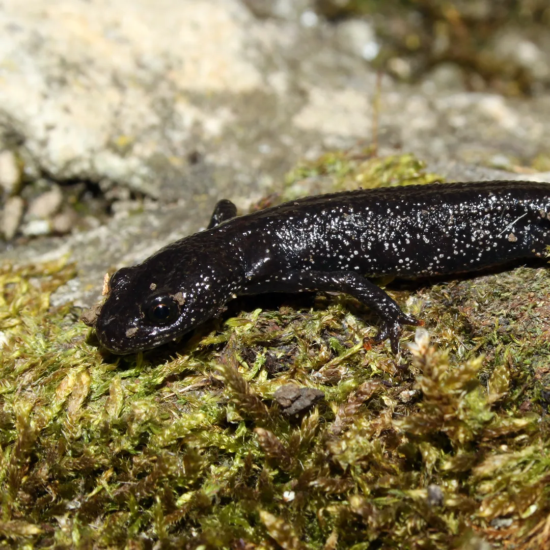 Kamsalamander