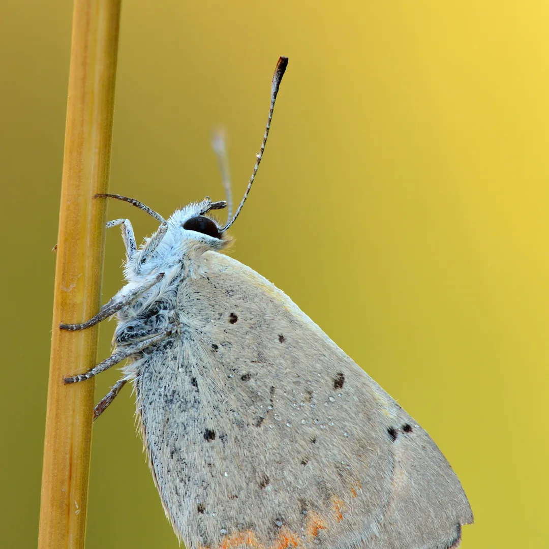 Kleine vuurvlinder