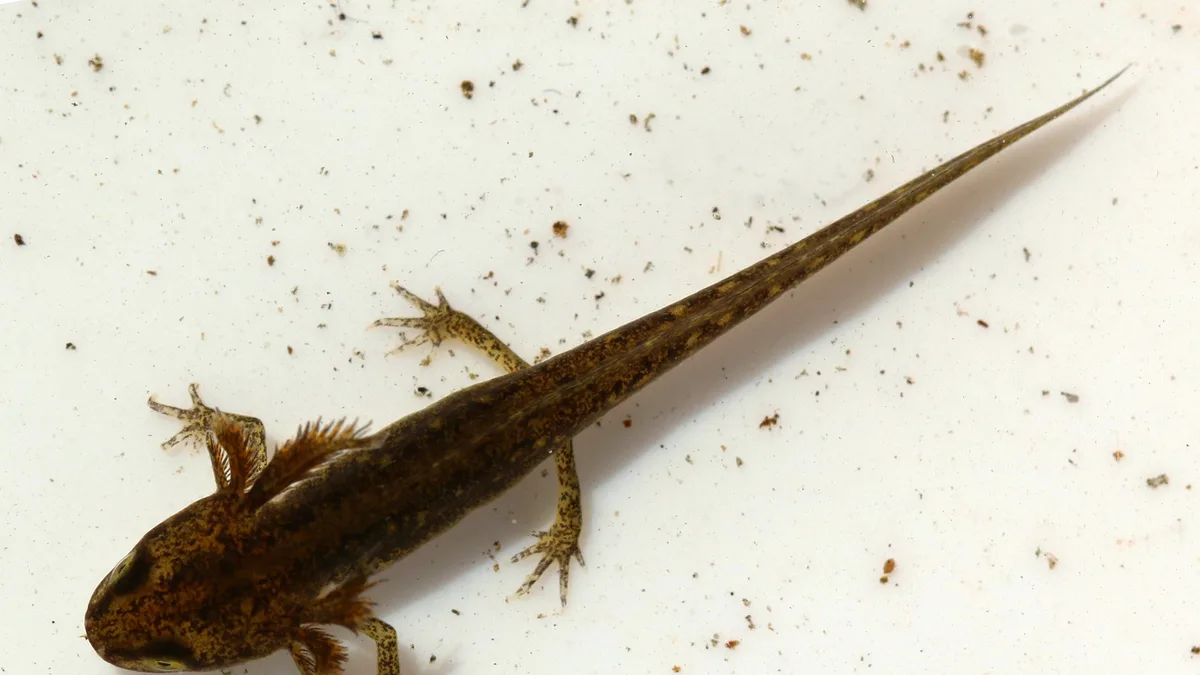 Kleine watersalamander