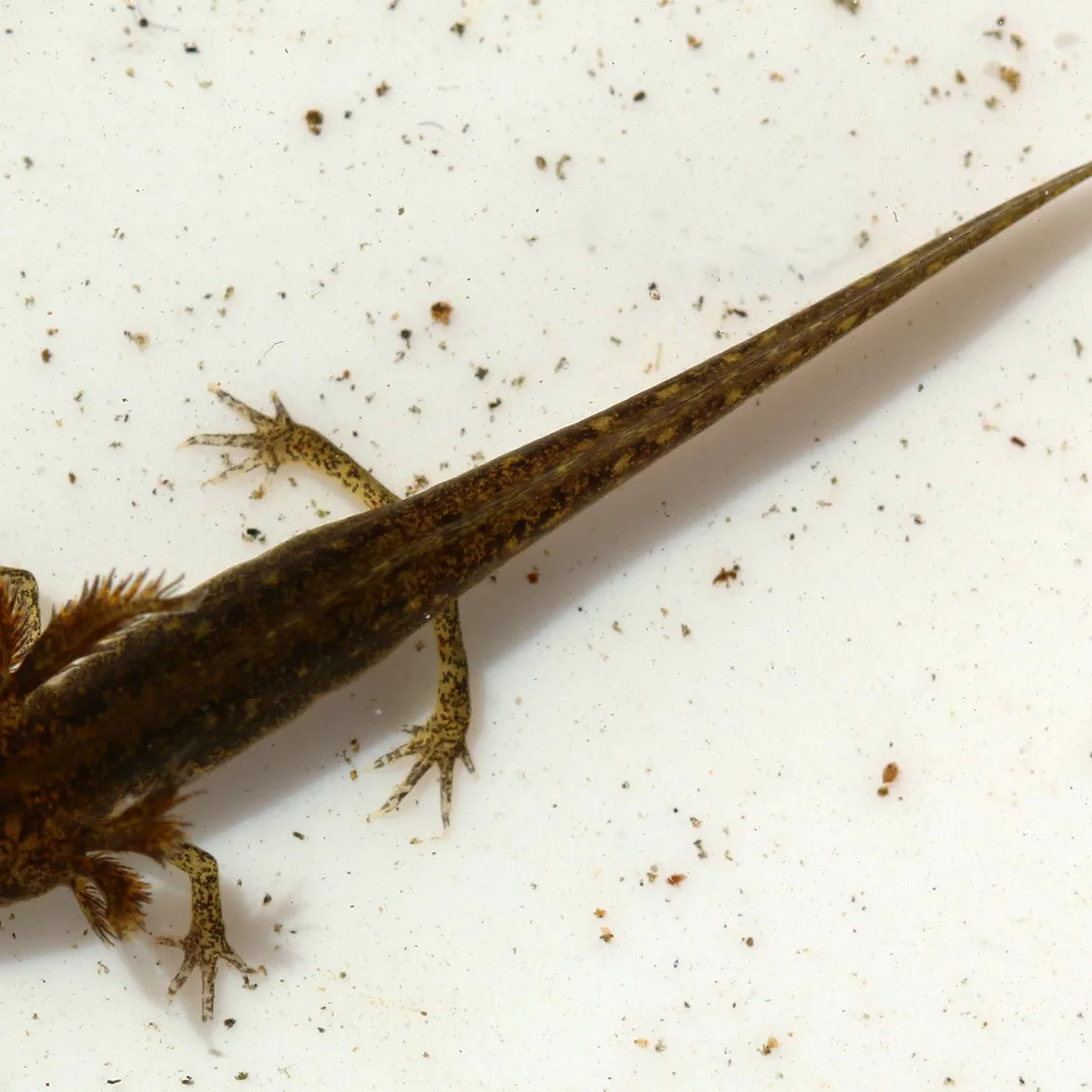 Kleine watersalamander