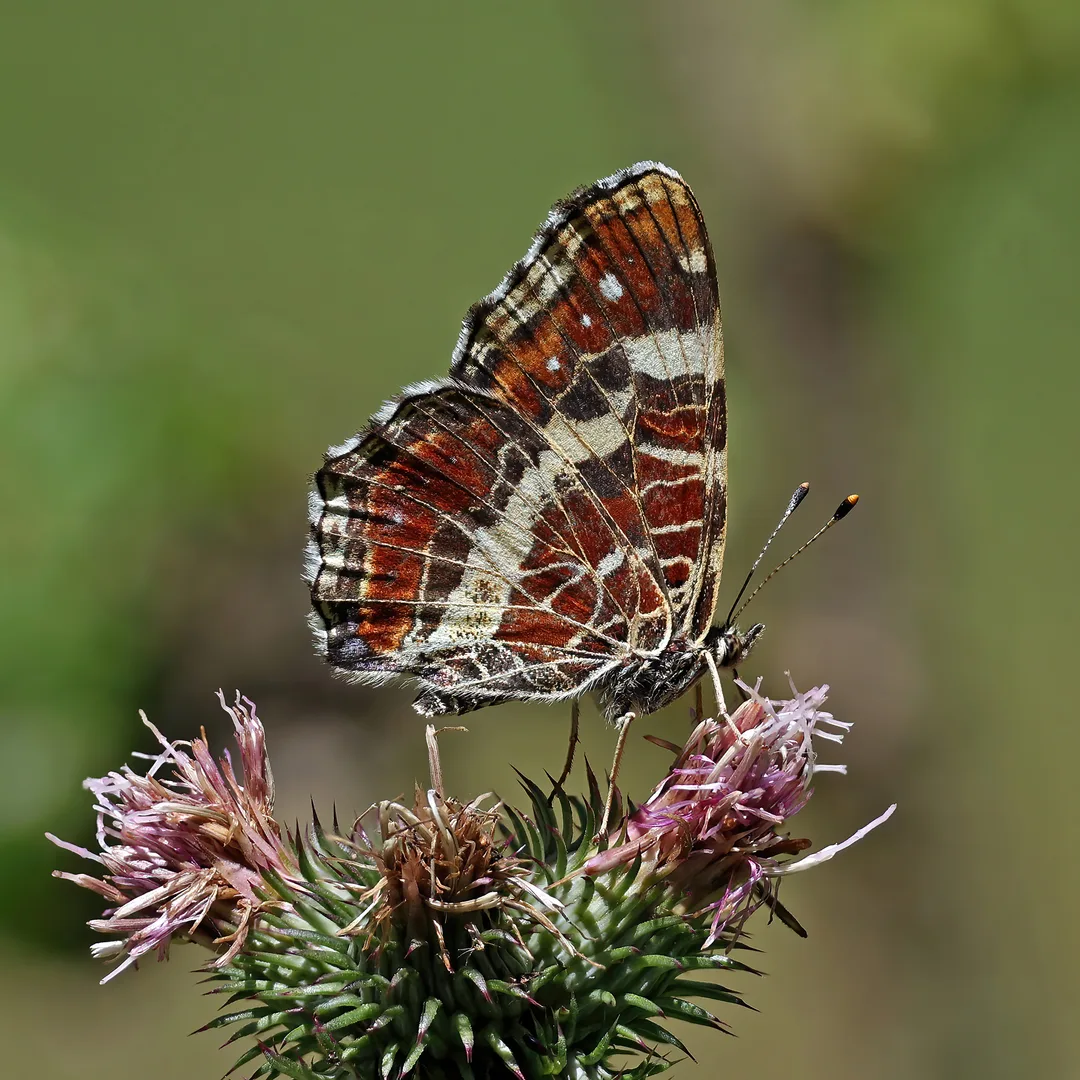 Landkaartje