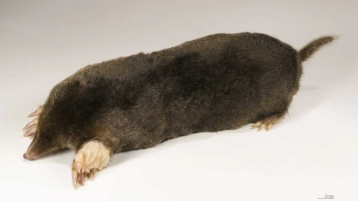 Mol