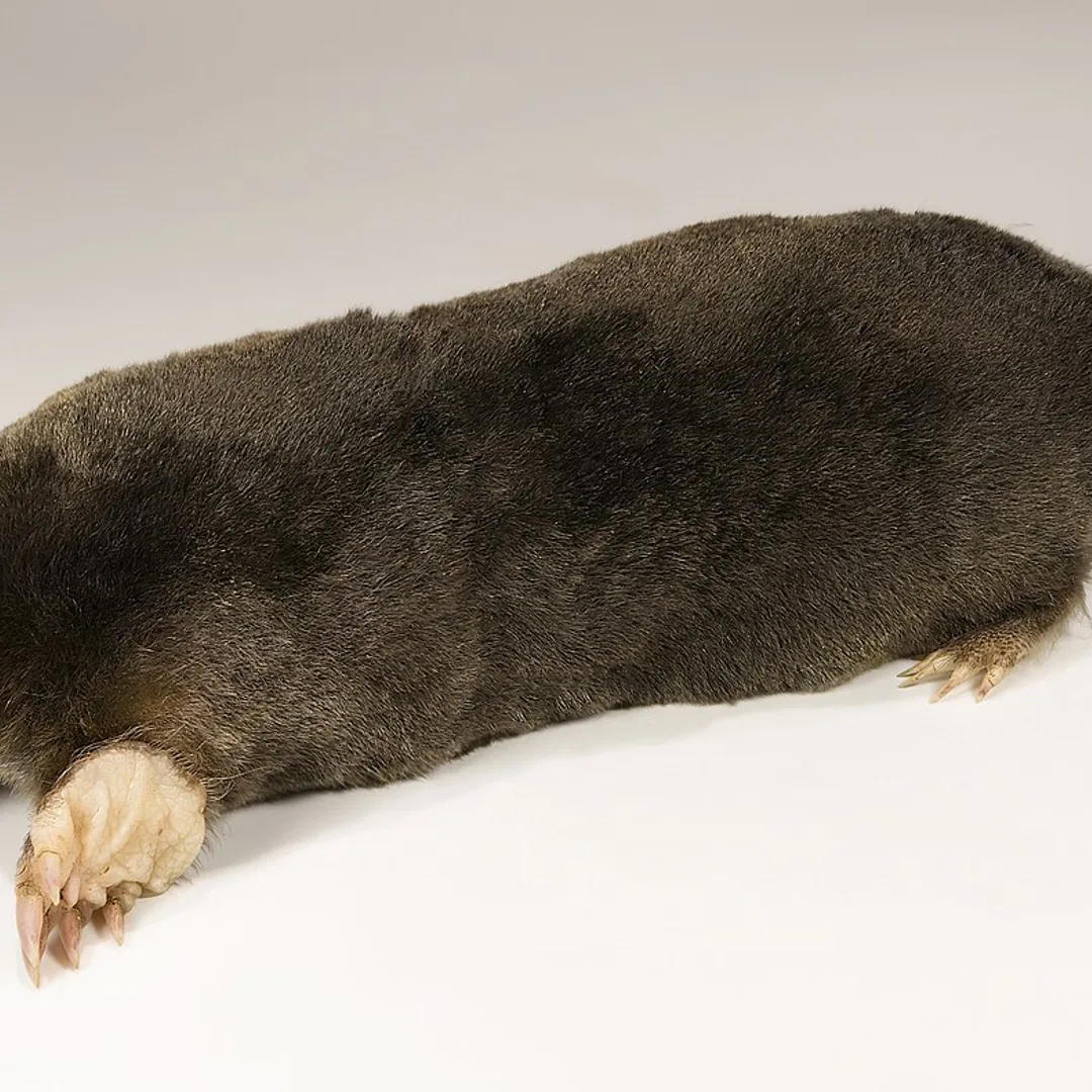 Mol
