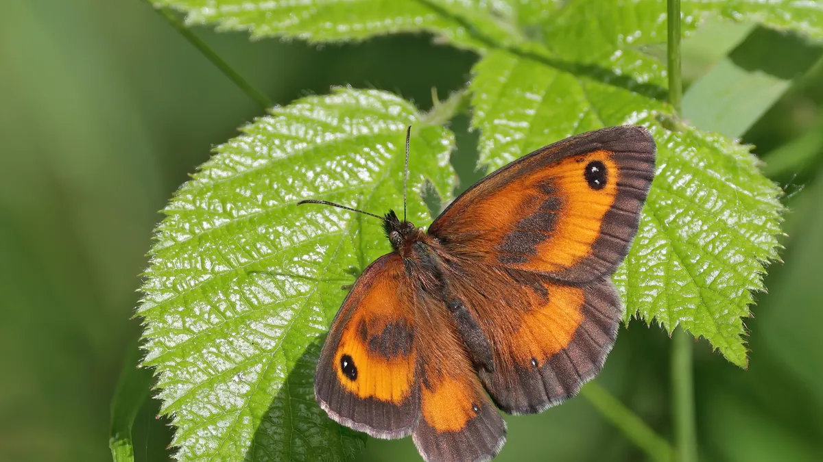 Oranje zandoogje