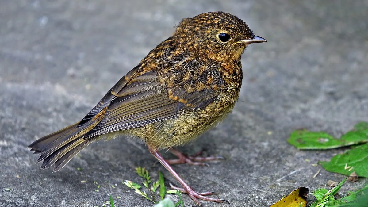 Roodborst
