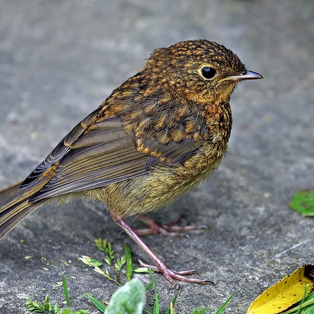 Roodborst