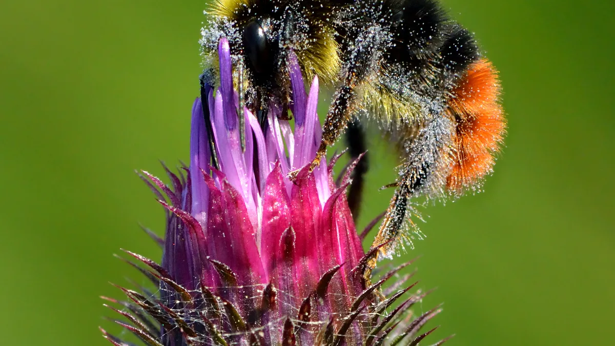 Steenhommel