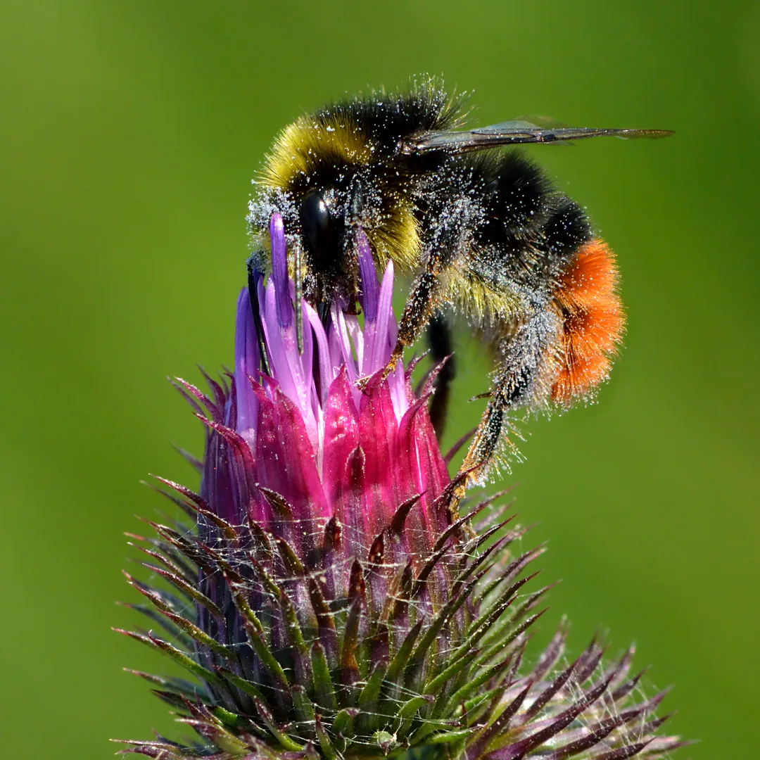 Steenhommel