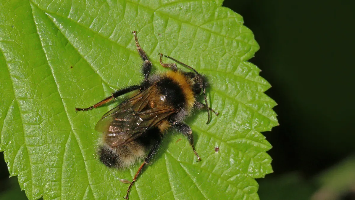 Tuinhommel