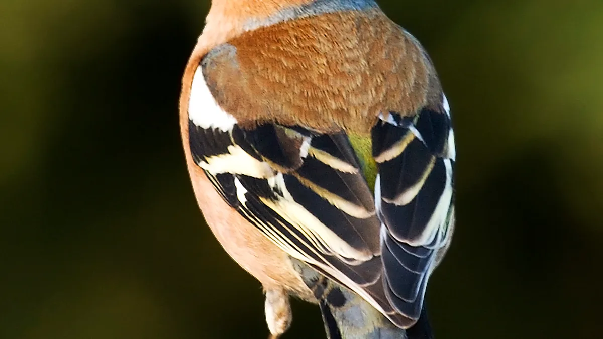 Vink