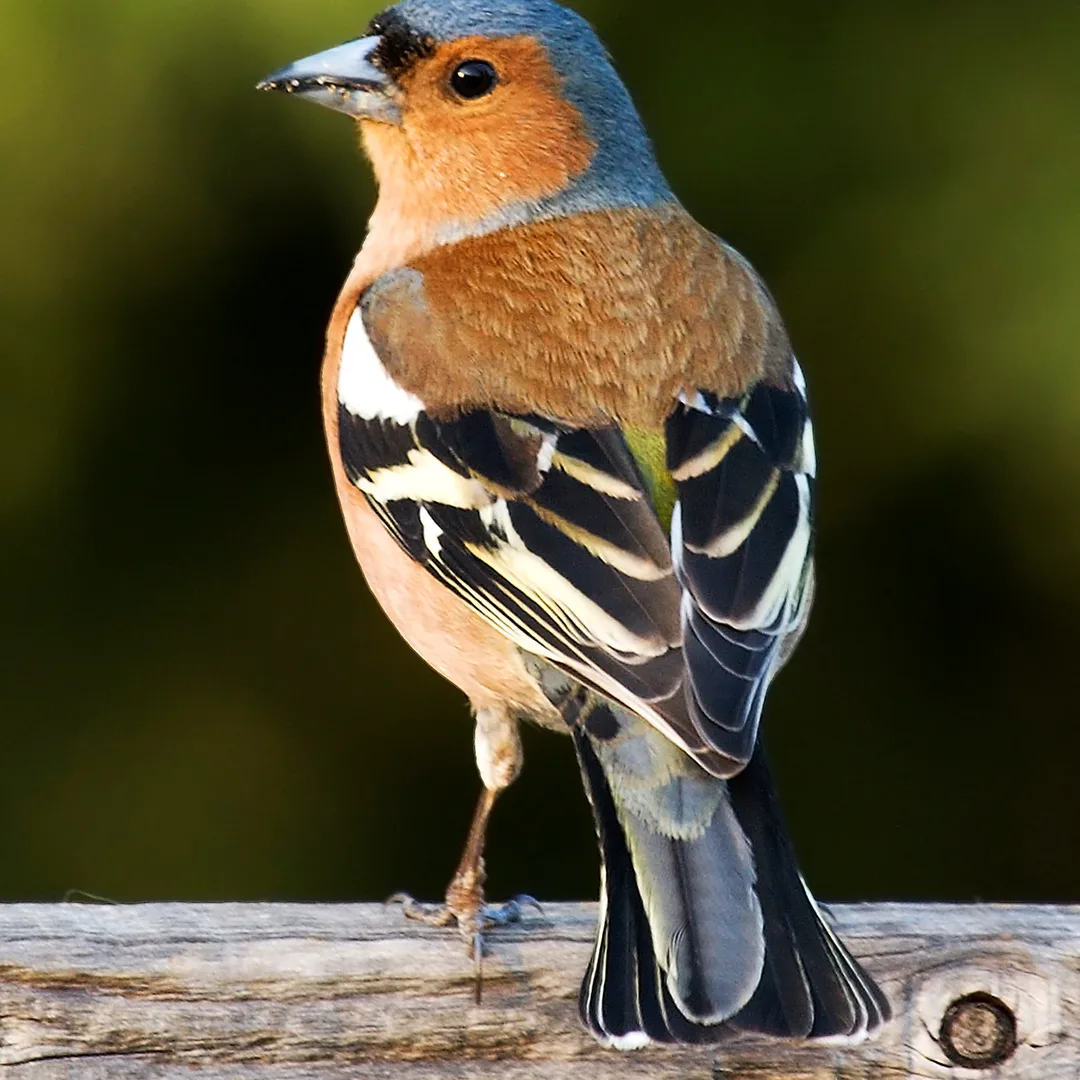 Vink