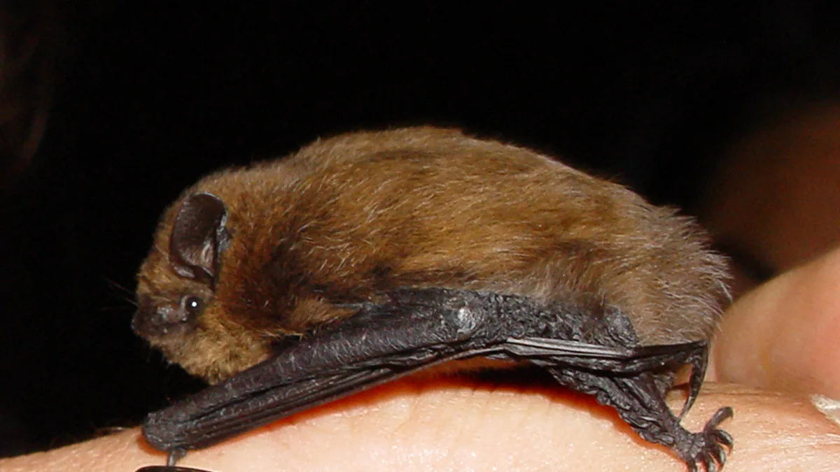 Vleermuis