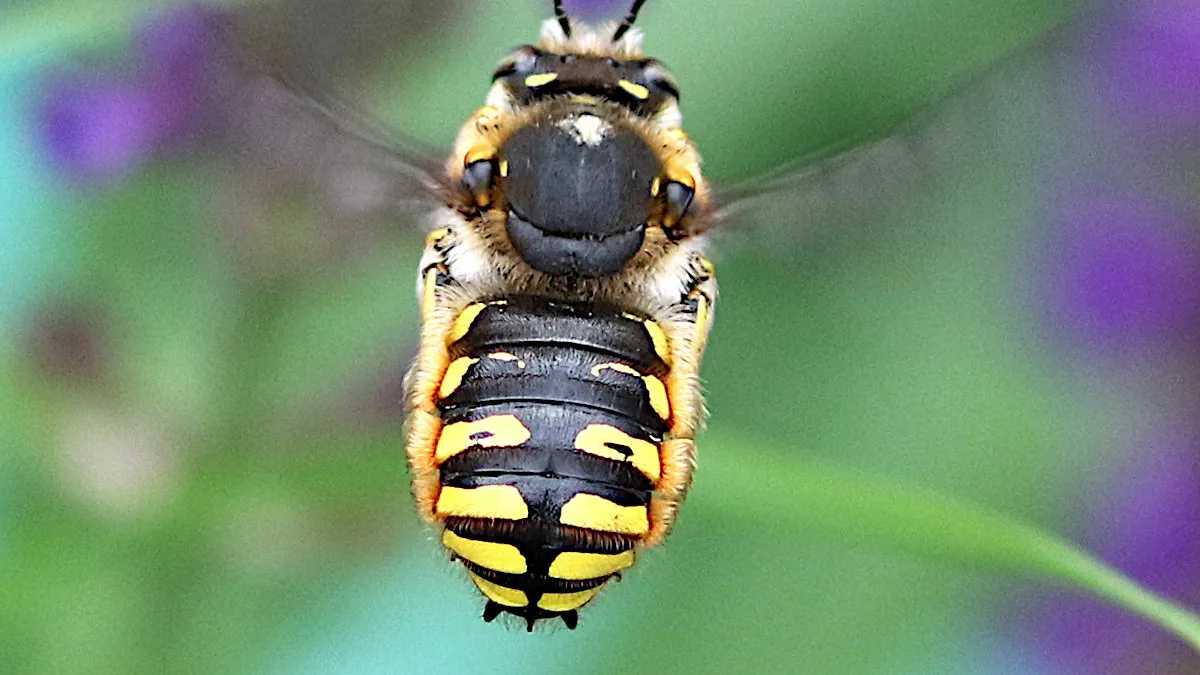 Grote wolbij