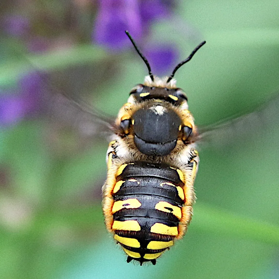 Grote wolbij