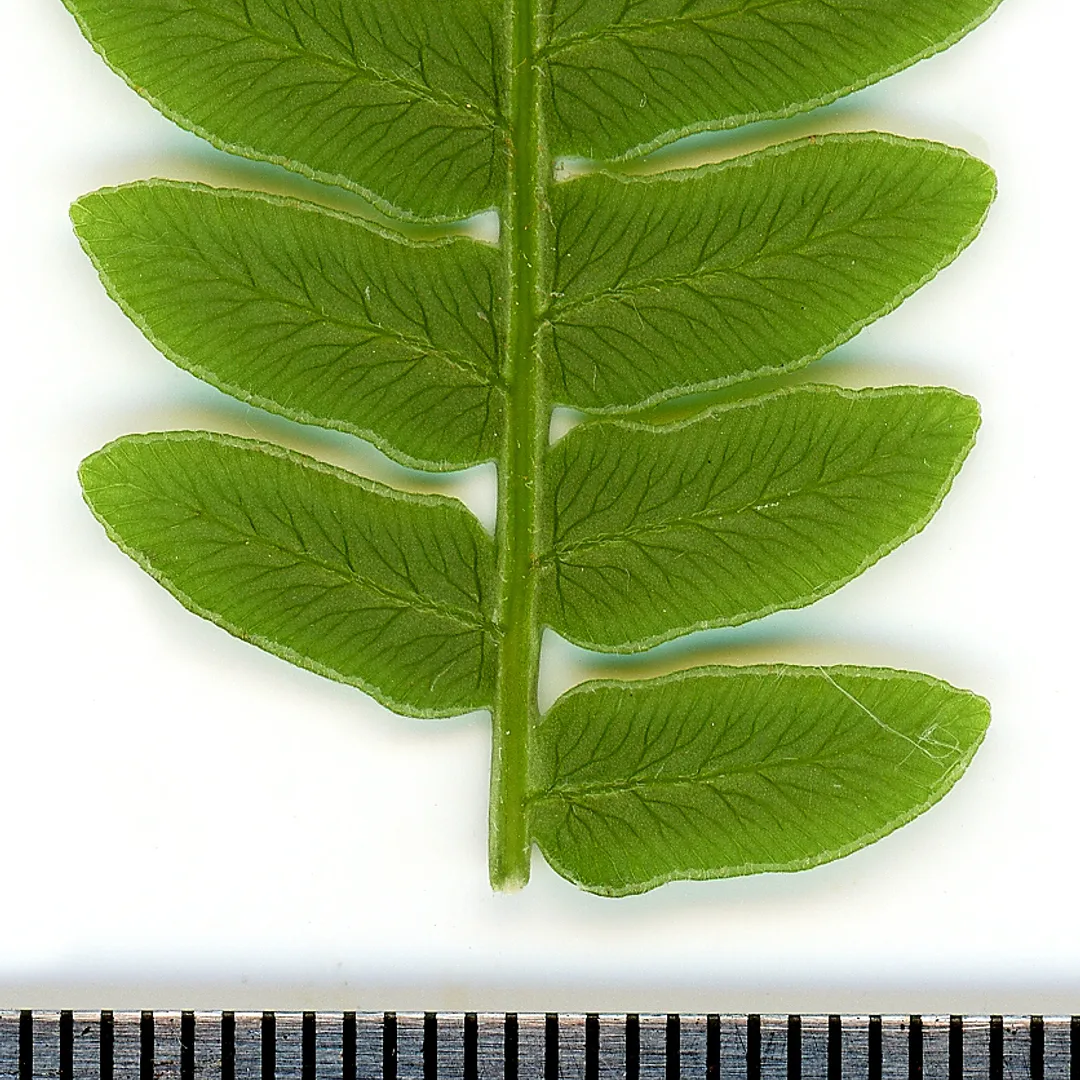Adelaarsvaren