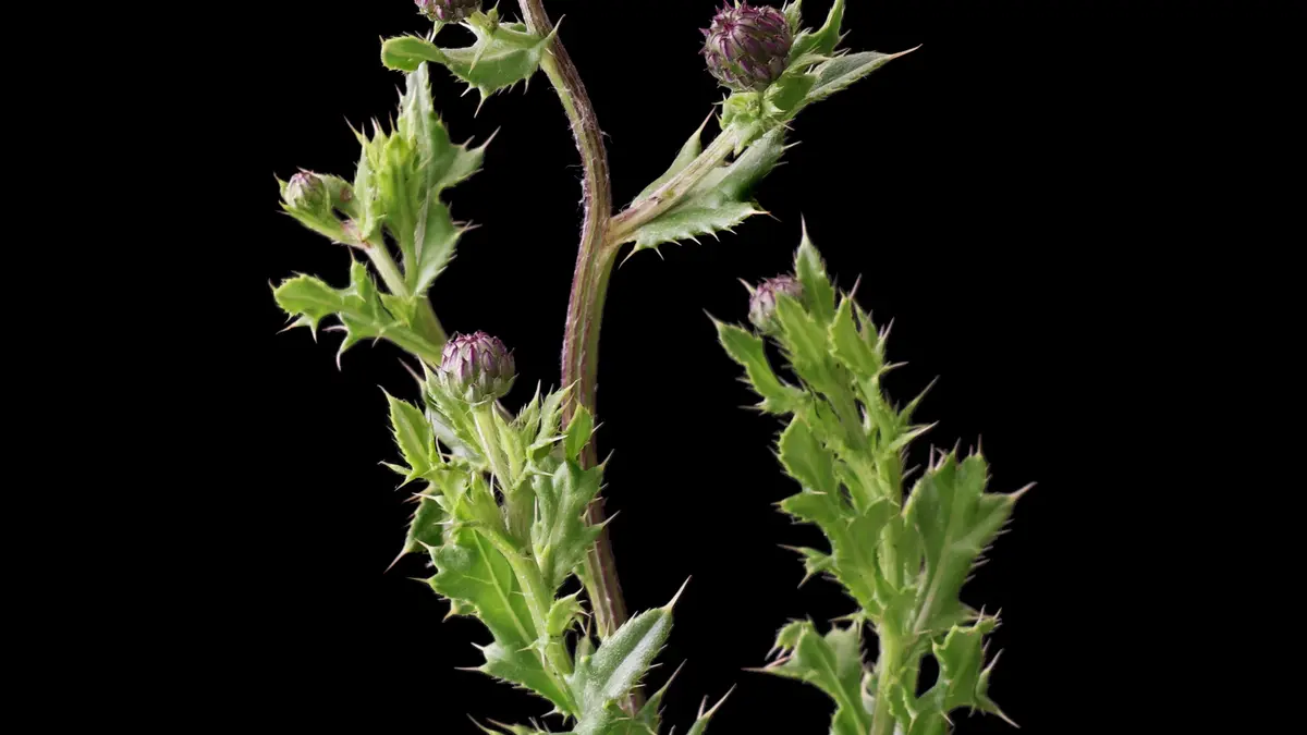 Akkerdistel
