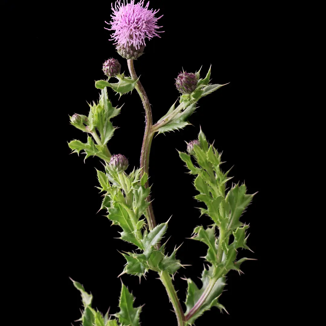 Akkerdistel