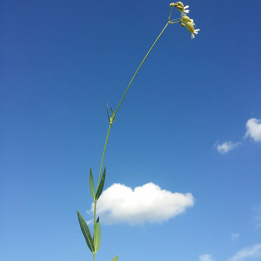 Blaassilene