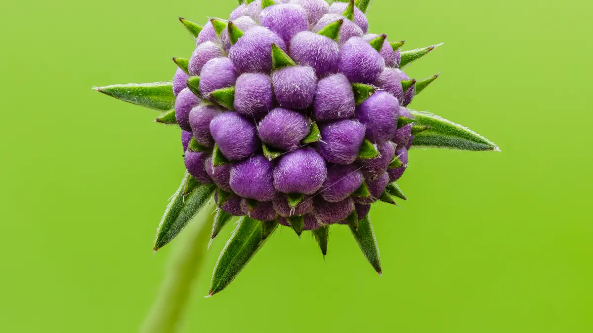 Blauwe knoop