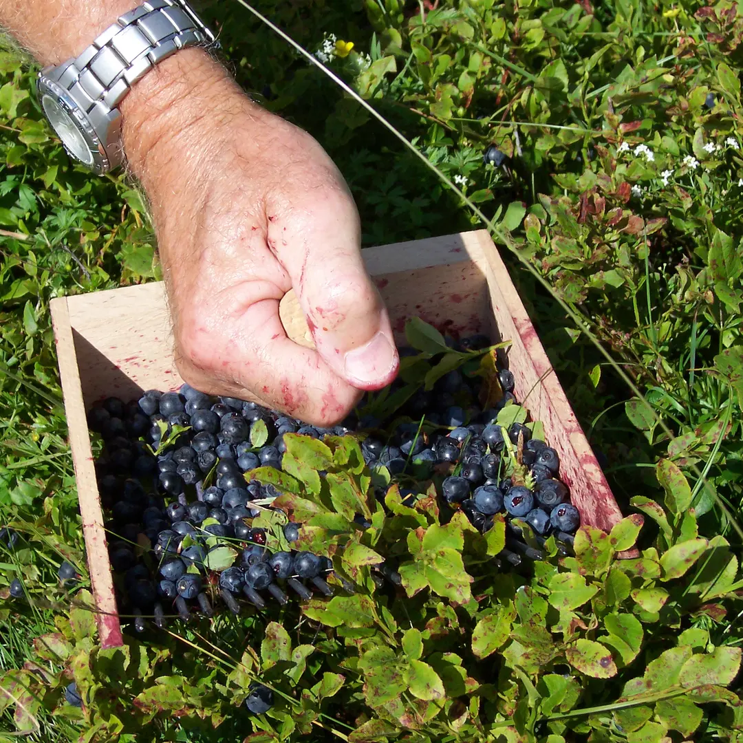 Bosbes