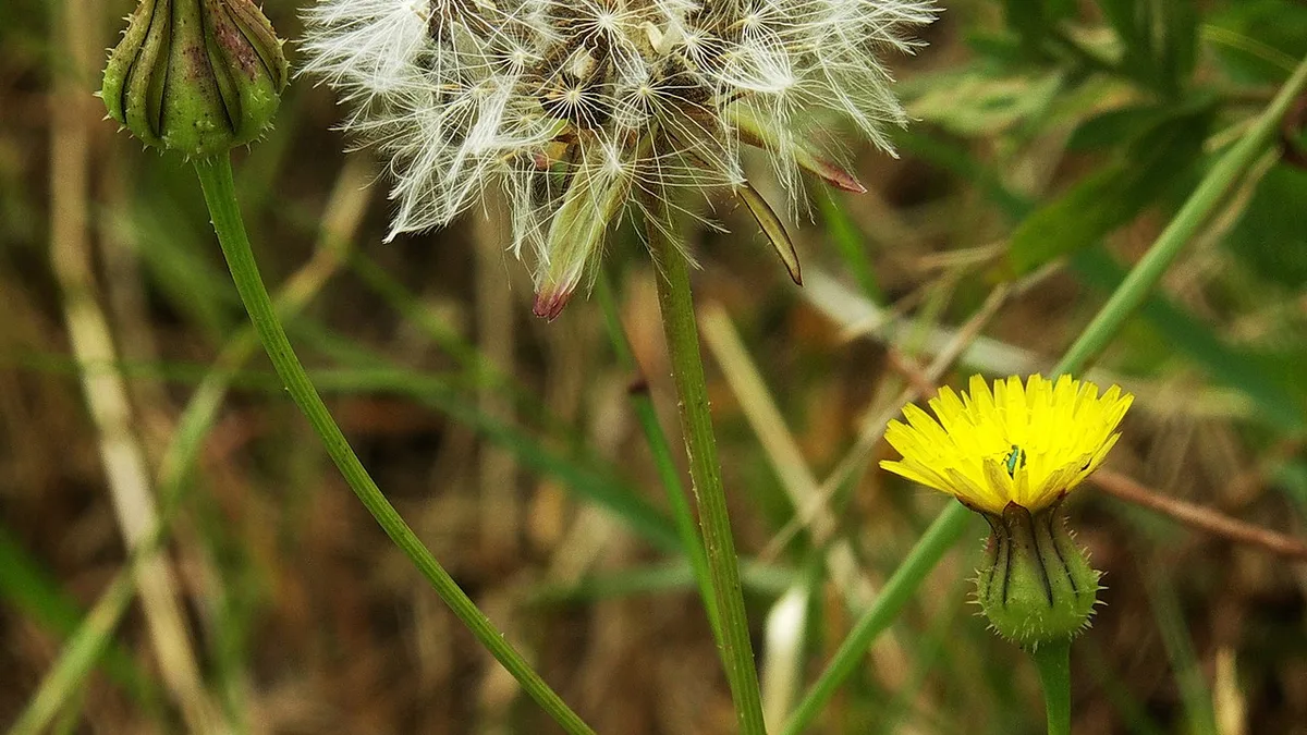 Boshavikskruid