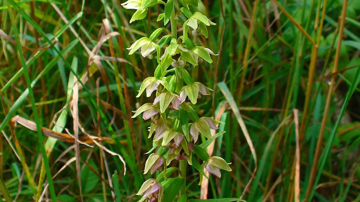 Brede wespenorchis