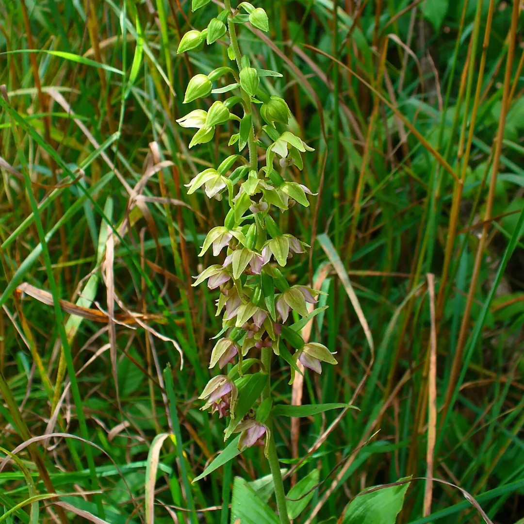 Brede wespenorchis