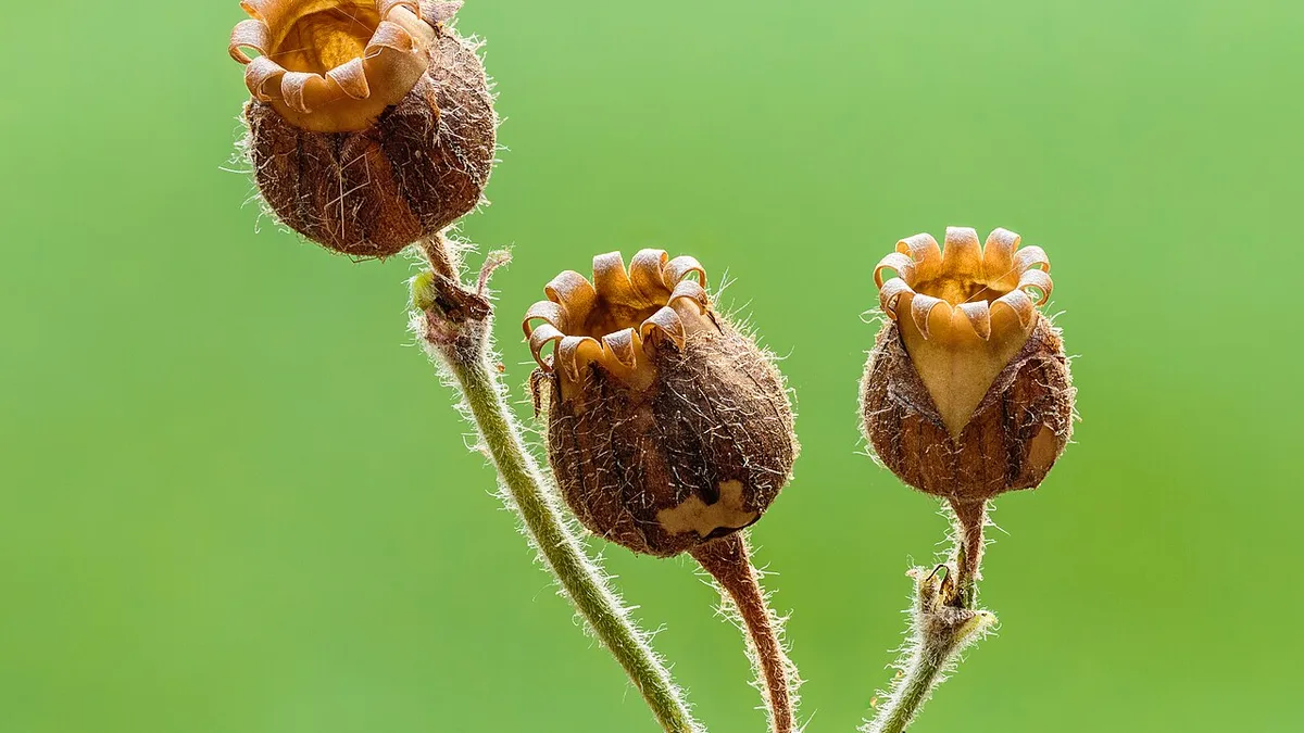 Dagkoekoeksbloem