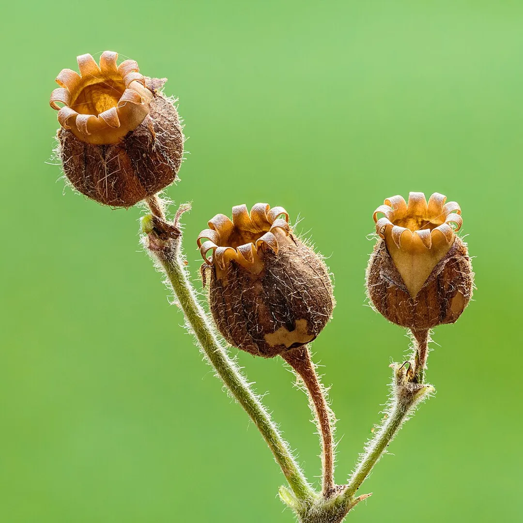 Dagkoekoeksbloem