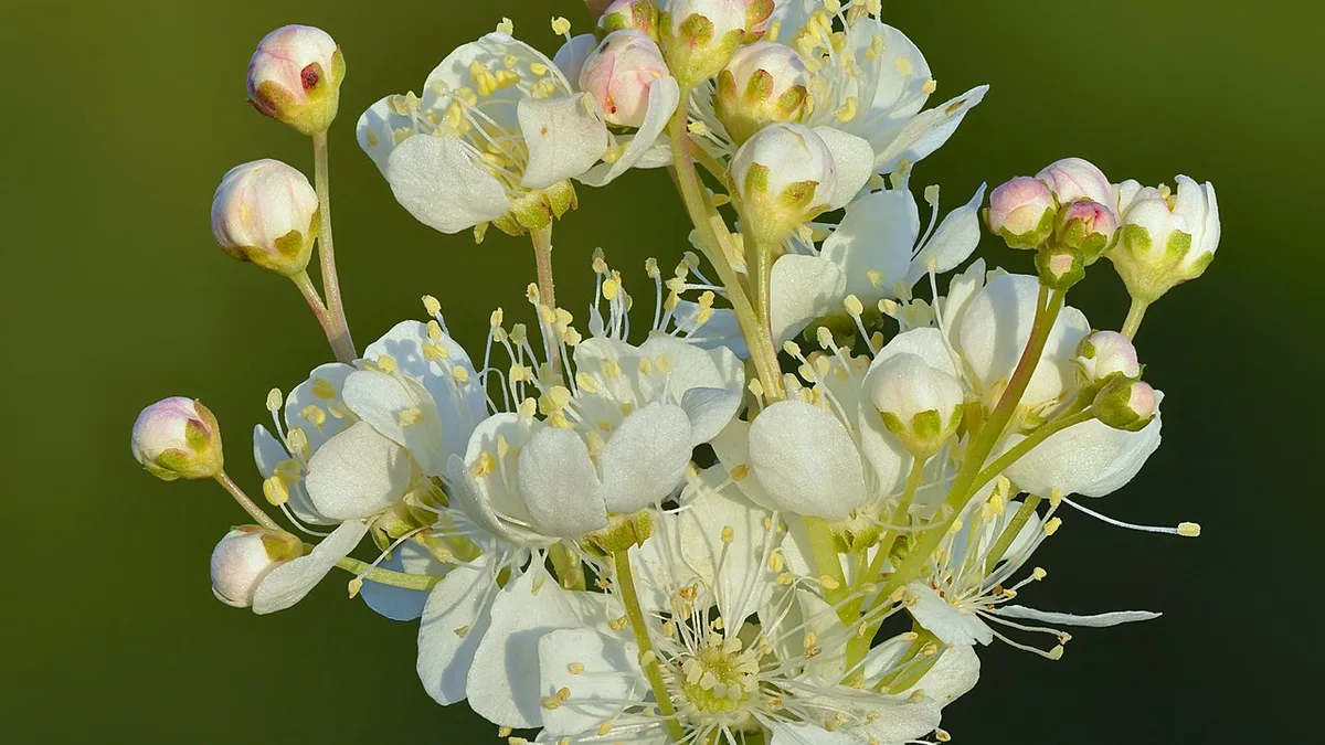 Droge moerasspiraea
