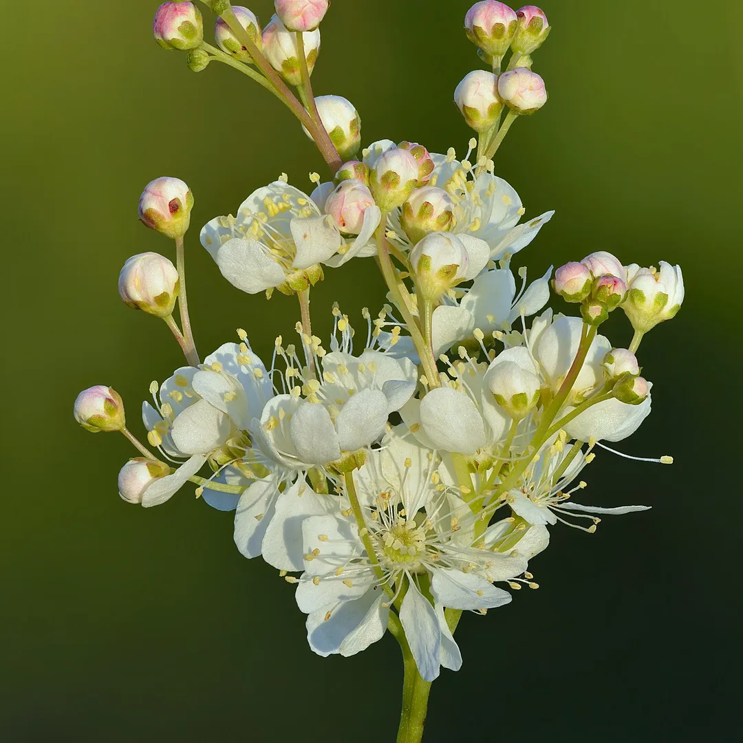 Droge moerasspiraea