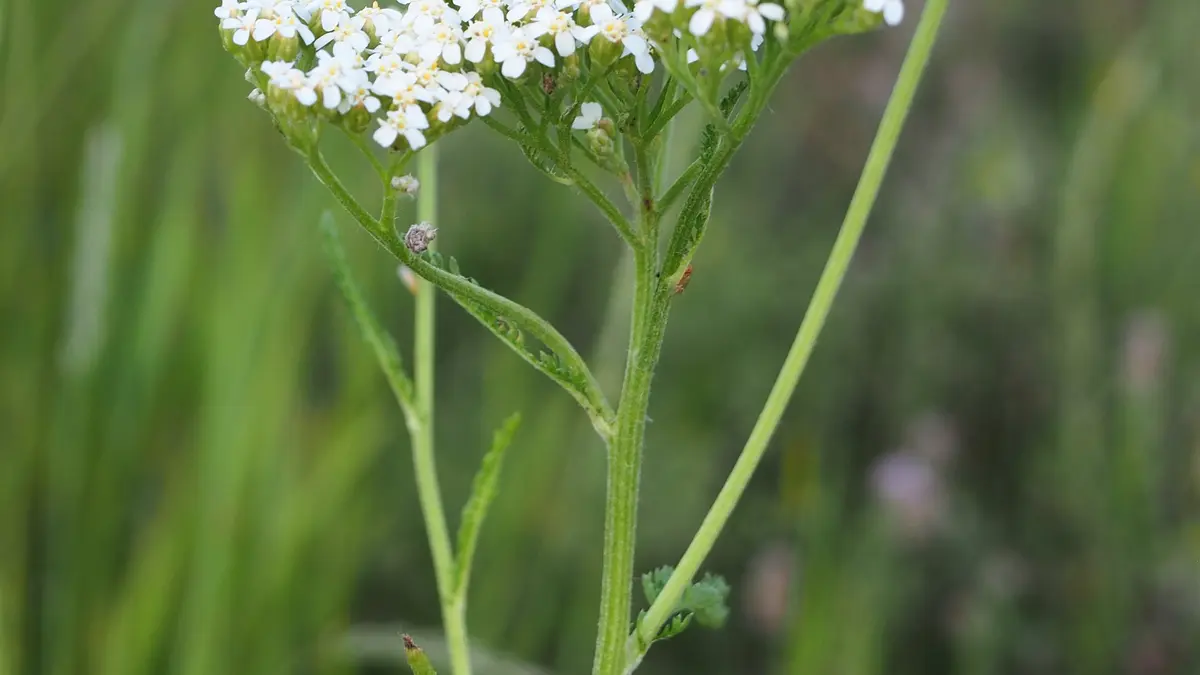 Duizendblad