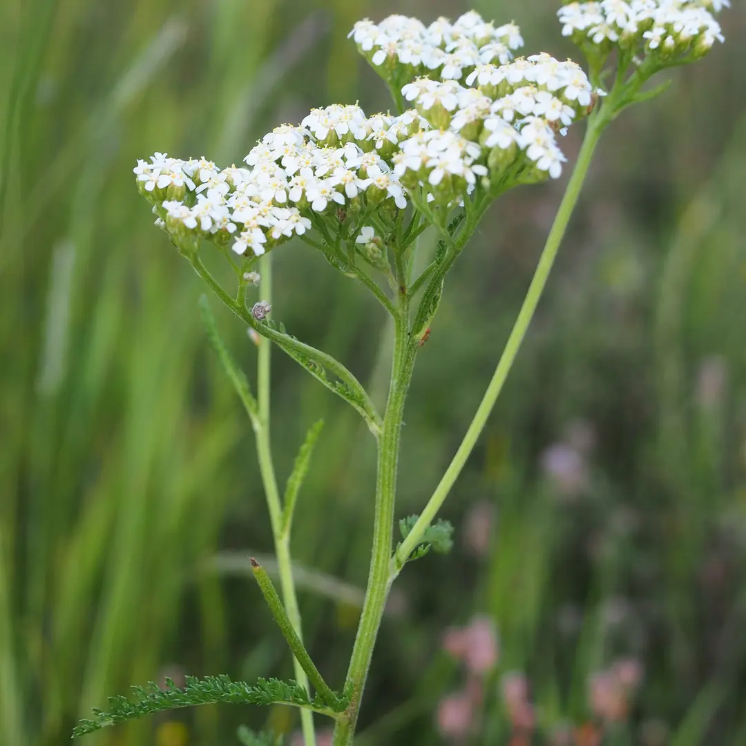 Duizendblad
