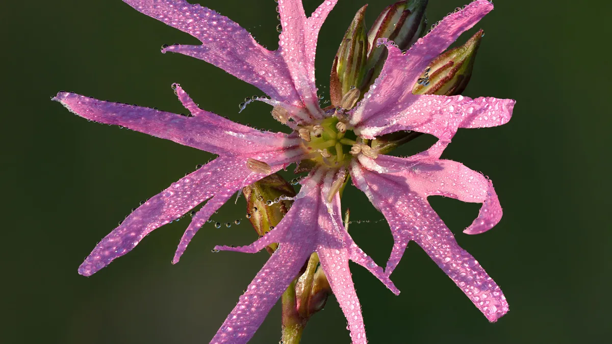 Echte koekoeksbloem