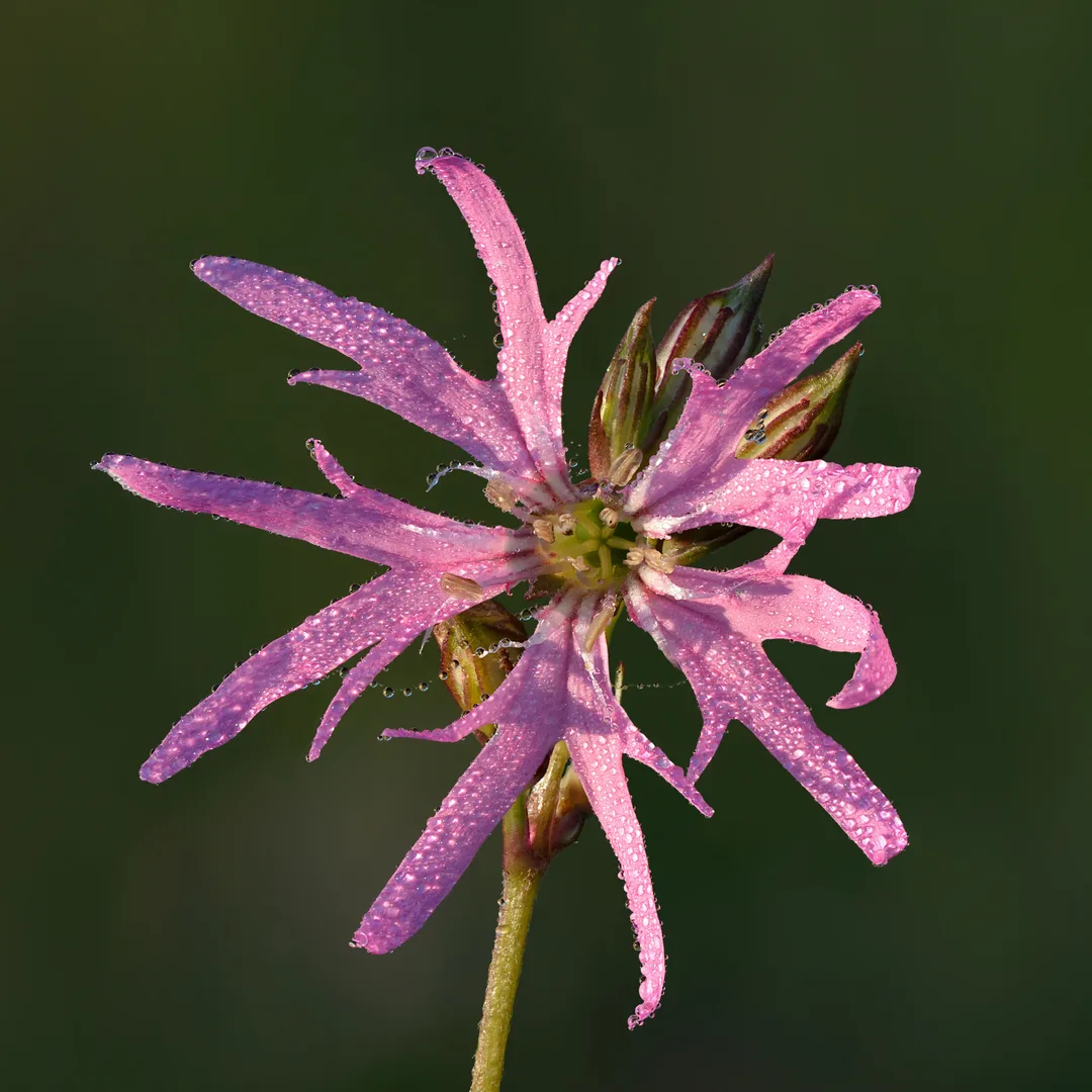 Echte koekoeksbloem