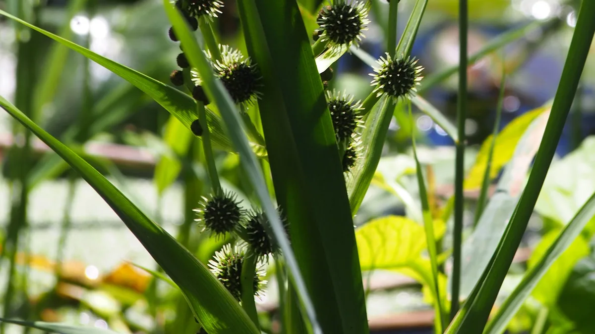Grote egelskop