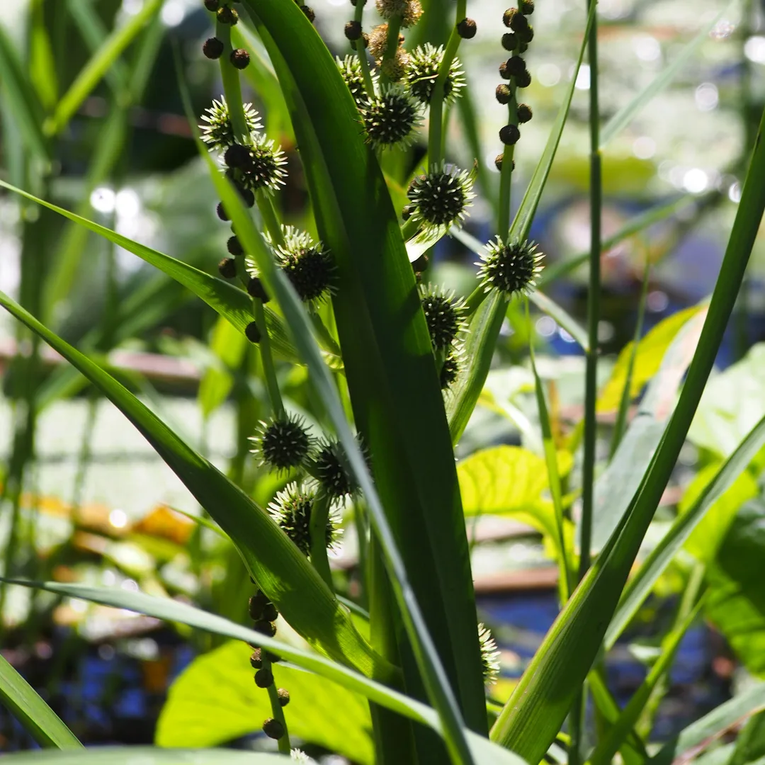 Grote egelskop