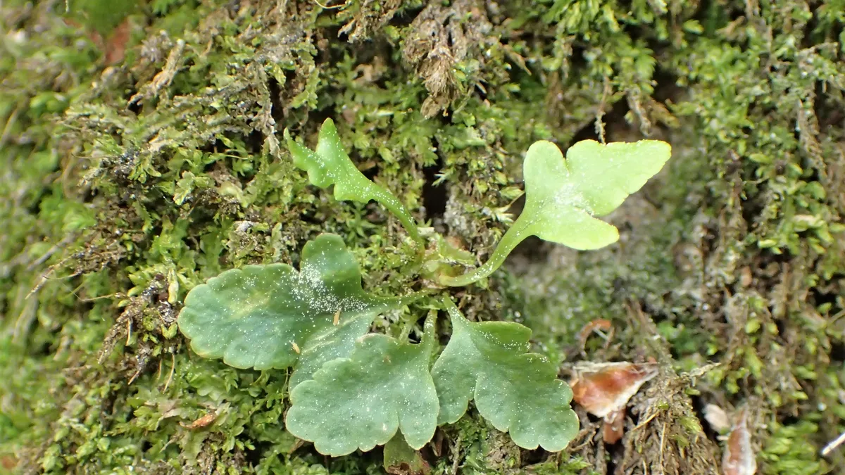 Gewone eikvaren