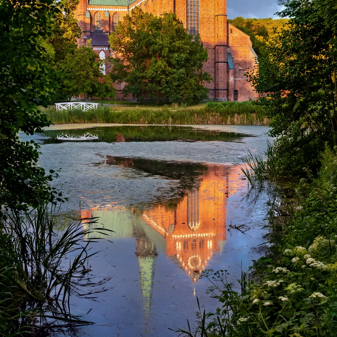 Fluitenkruid