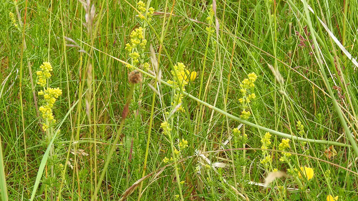 Geel walstro