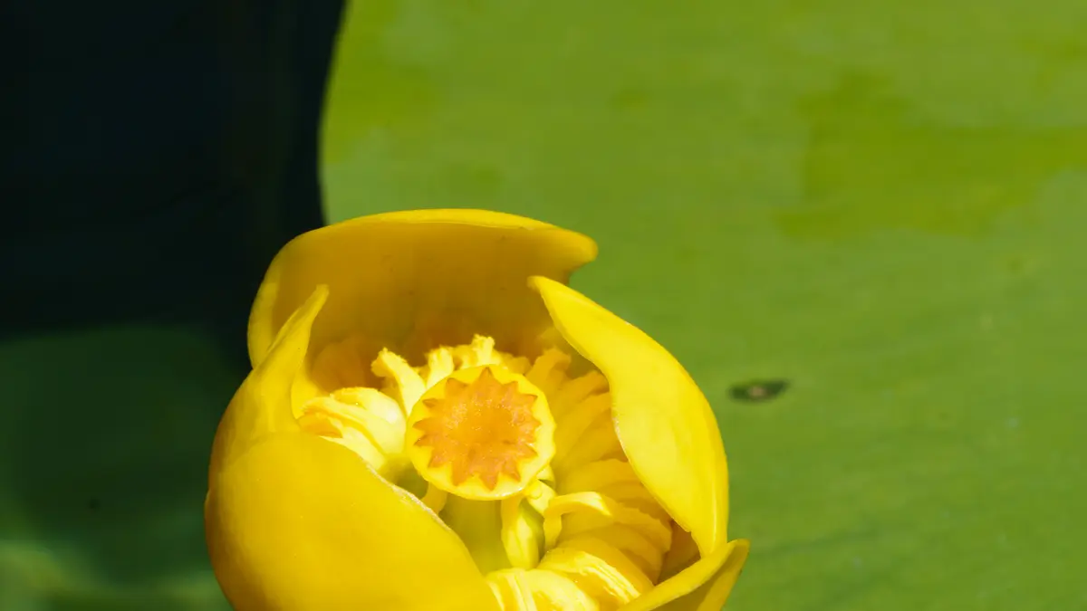 Gele plomp