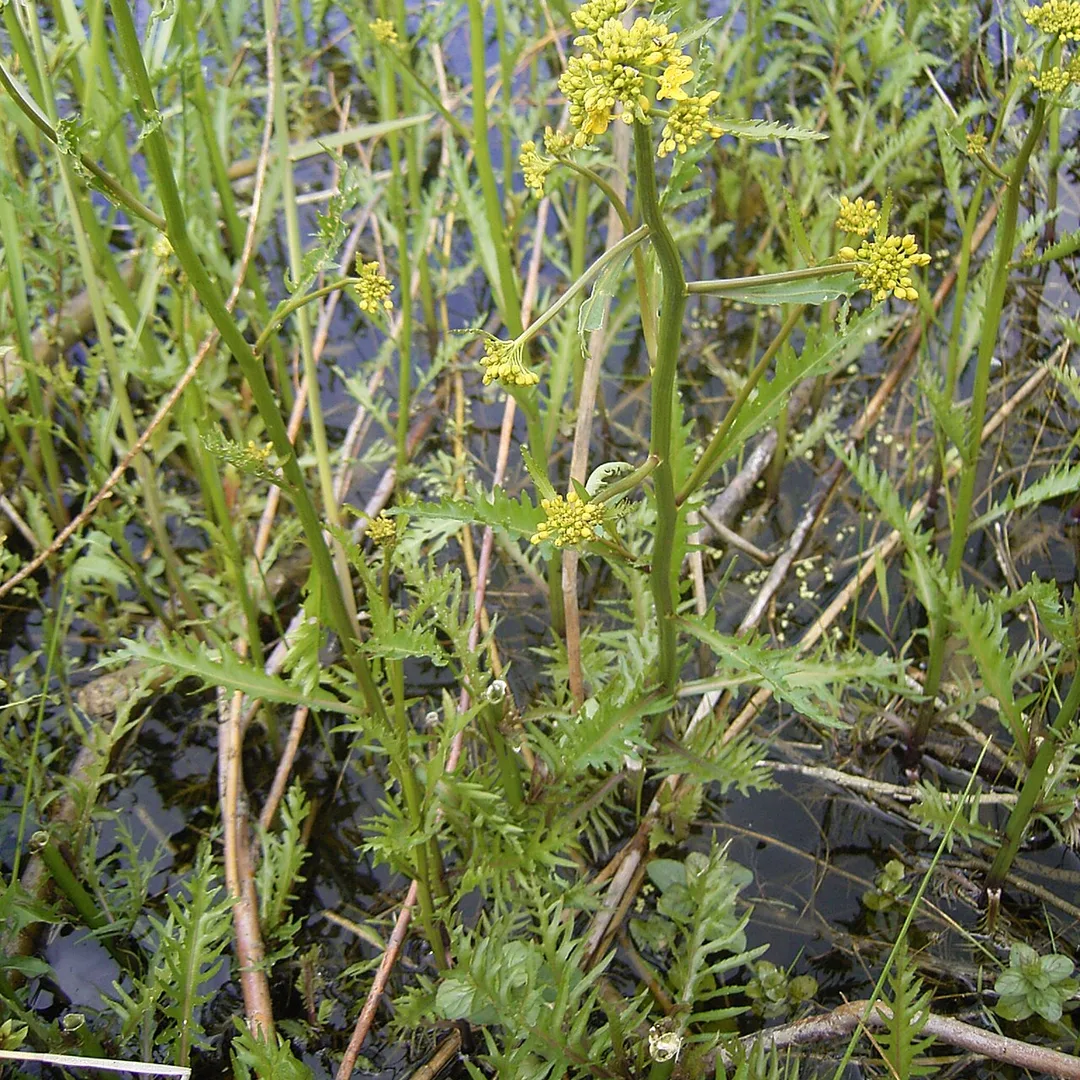 Gele waterkers