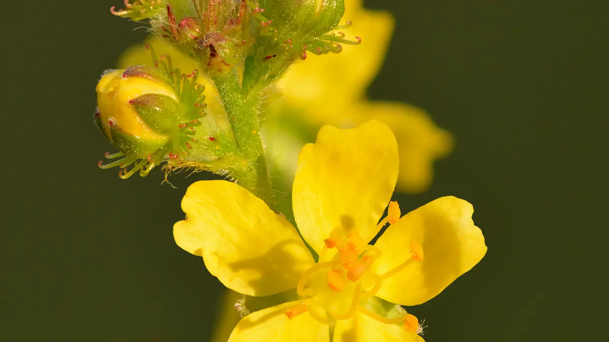 Gewone agrimonie