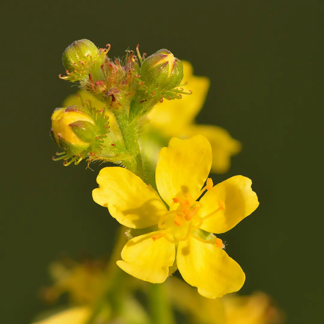 Gewone agrimonie
