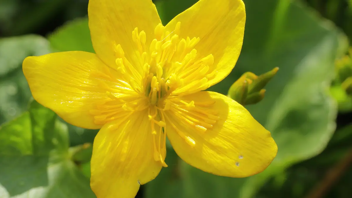 Gewone dotterbloem