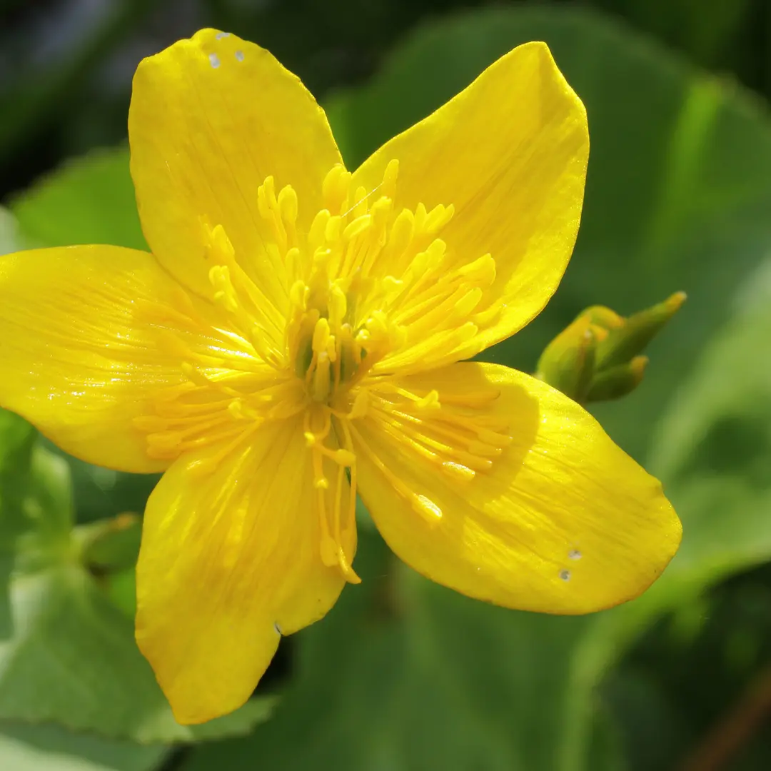 Gewone dotterbloem